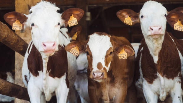 Коровы / Фото: pxhere.com/ru/photo/177590