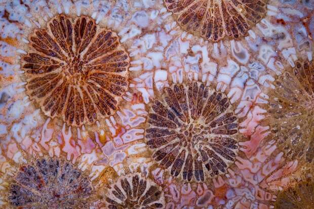 13. Окаменелый красный коралл микроскоп, факты