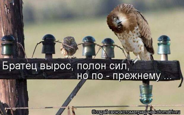 фотографий животных с подписями (50 фото)