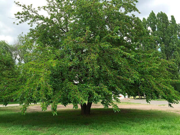 Дерево шелковицы или тутовник
