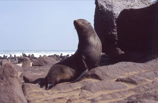 Национальный парк Берег скелетов в Намибии (Skeleton Coast Park)