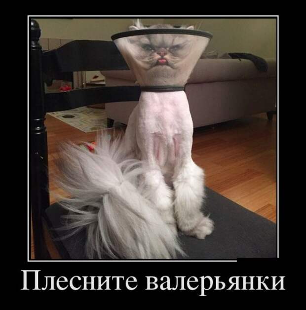 Демотиваторы (30 фото)