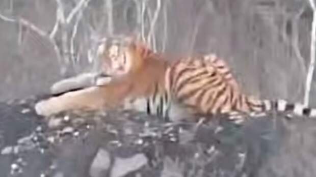 Крупный тигр, пугающий россиян в Приморье, показал людям свои клыки