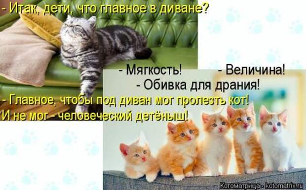 Свежая котоматрица (22 шт)