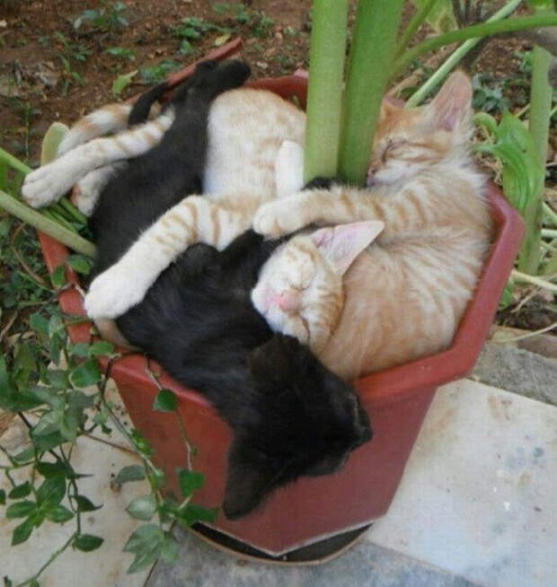 кошки многогранные личности 