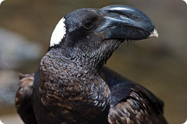 Бронзовая ворона (лат. Corvus crassirostris)