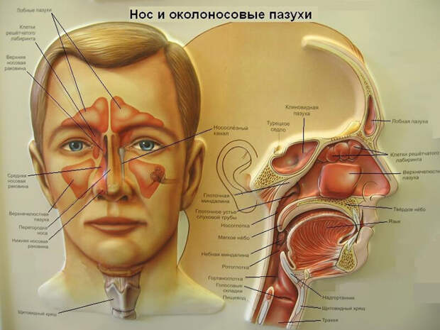 Как почистить пазухи носа!