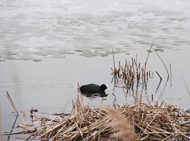 На пруду неподалеку от Миллерово живут удивительные утки