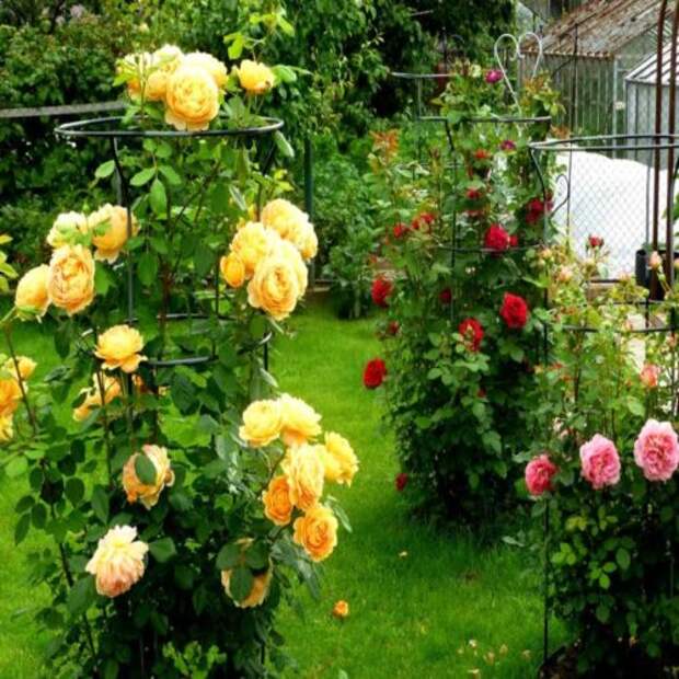 10+ лучших ароматных растений для вашего сада. Просто закройте глаза и наслаждайтесь