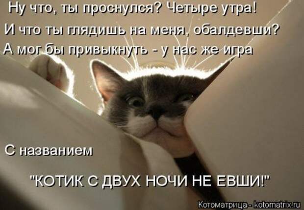 Свежая котоматрица (35 фото)