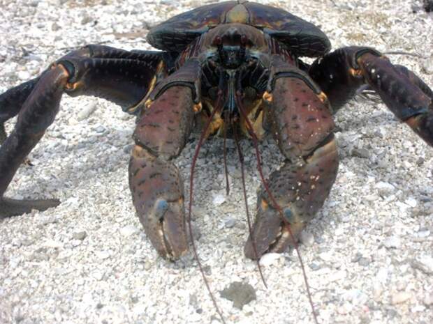 Coconutcrab29 Самый крупный представитель членистоногих, кокосовый краб!