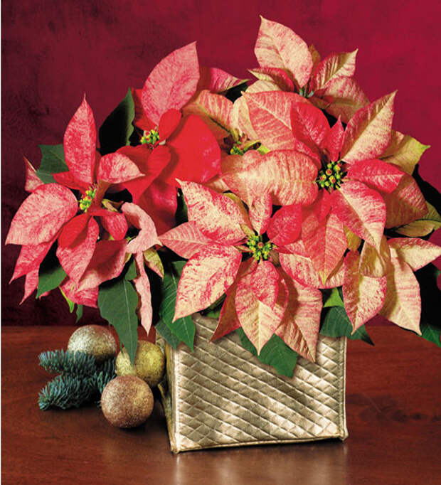 christmas-poinsettia-misc3 (500x550, 300Kb)