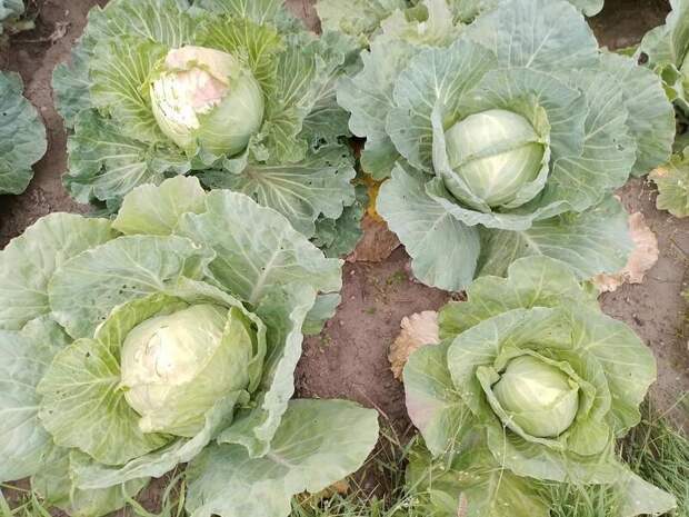 Урожай овощей в Забайкалье превысил 2,3 тысячи тонн