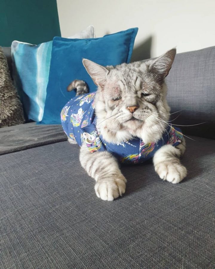 Домашний кот