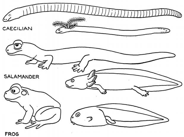 Рис. 7. Безногие, хвостатые и бесхвостые амфибии — червяга (caecilian), саламандра (salamander) и лягушка (frog) — и их личинки