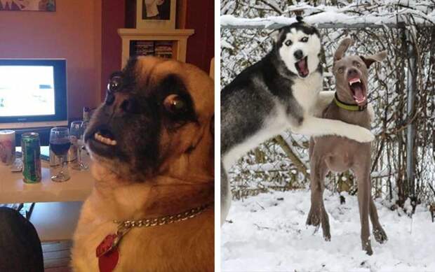 Худшие модели в мире животных: 14 кандидатов на приз за плохие фото