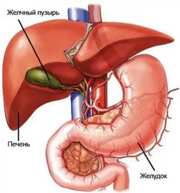 Печень и желчный пузырь. Gallbladder желчный пузырь. Анатомия человека печень и желчный пузырь расположение. Желудок и желчный пузырь.