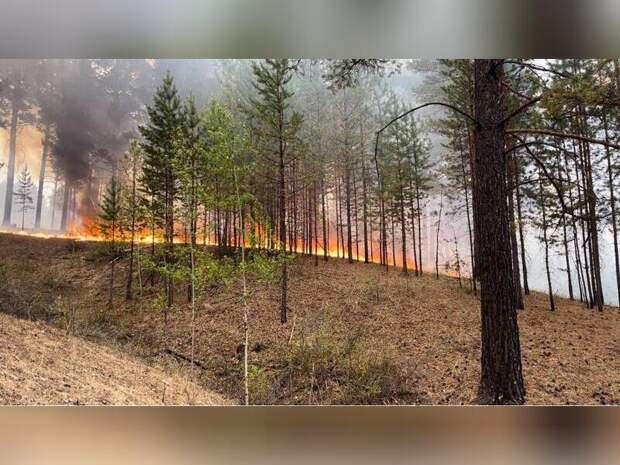 Власти Читы не предоставили информацию о создании противопожарных разрывов
