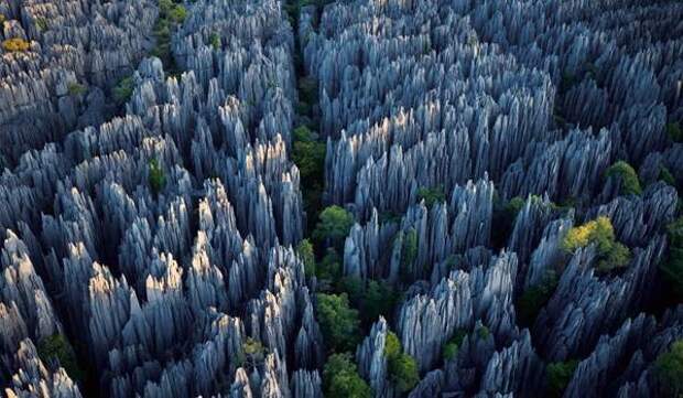 Каменный лес планеты, природа, факты