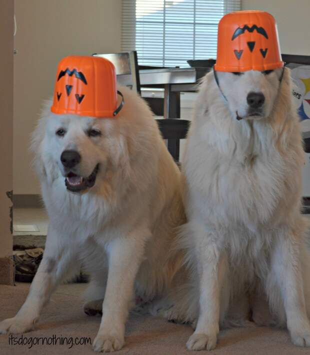 Great Pyrenees Halloween