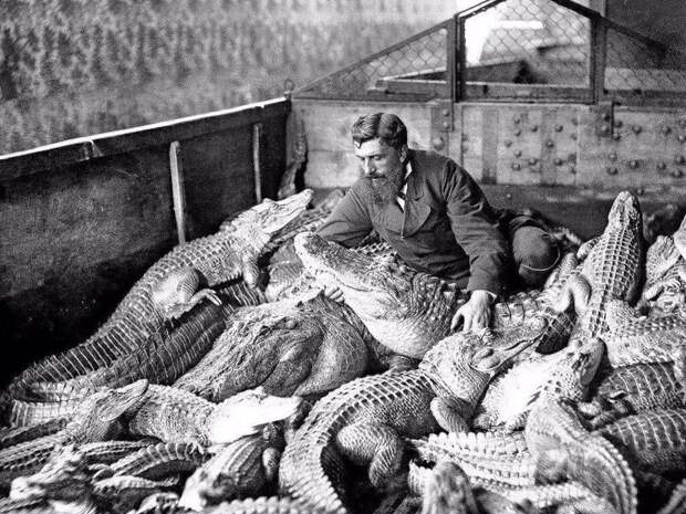 Мужчина среди аллигаторов и кайманов в террариуме. Флоренция, Италия, 1900 год. жизнь, прошлое, ситуация, факт
