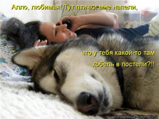 Котоматрицы (картинки с надписями)
