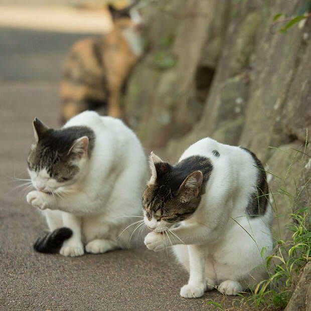 Бездомные кошки Токио: из Японии с любовью животные, коты, кошки, фотография, япония