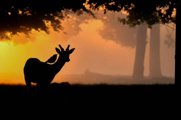 Финалисты фотоконкурса Bird Photographer Of The Year 2021