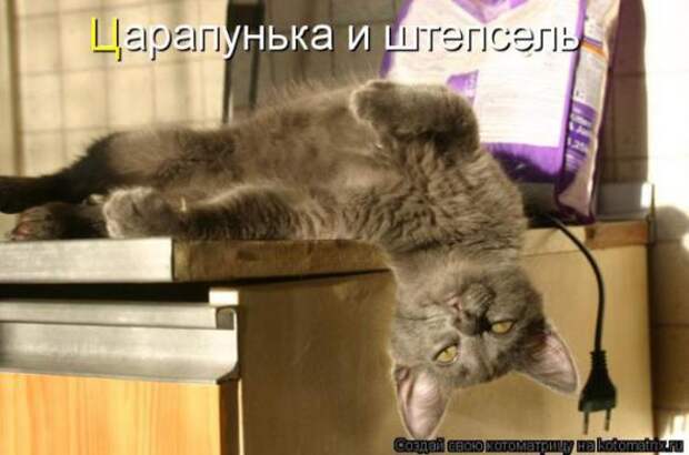 Котоматрицы(картинки с надписями)