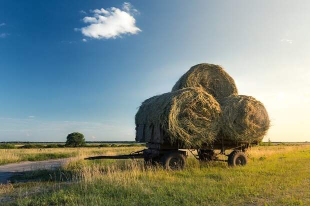 Красота (и пустота) русских полей аграрная культура, поле, россия, сельская местность, эстетика