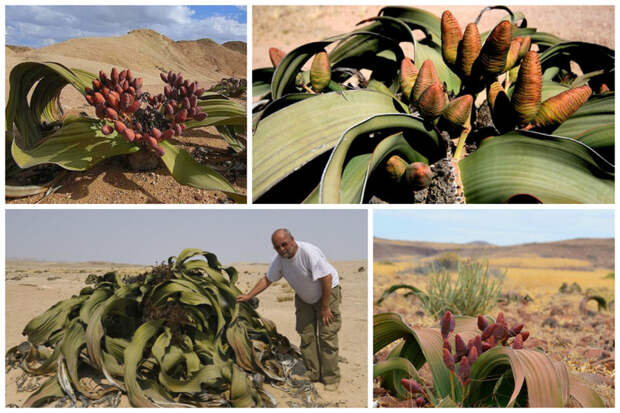 Вельвичия удивительная (Welwitschia mirabilis) удивительное растение пустыни Цветение, красота, пустыня, удивительное, факты, фауна, цветы