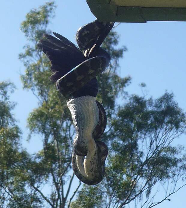 А тем временем в Австралии А тем временем в Австралии австралия, животные, змея