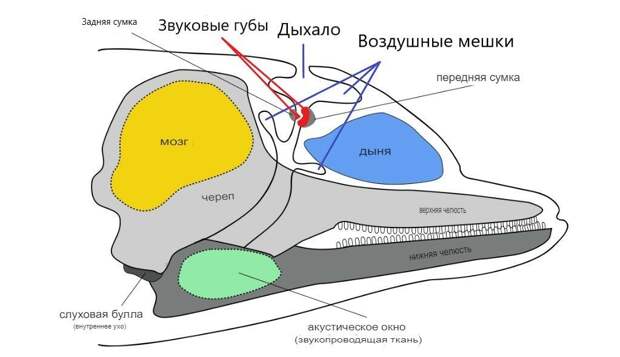 Если вы запутались, что где располагается, держите наглядную схему.