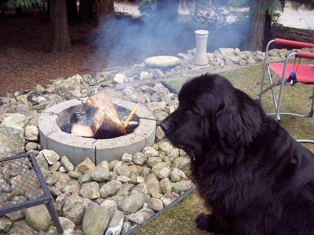 morgan-dog-roasts-hot-dog