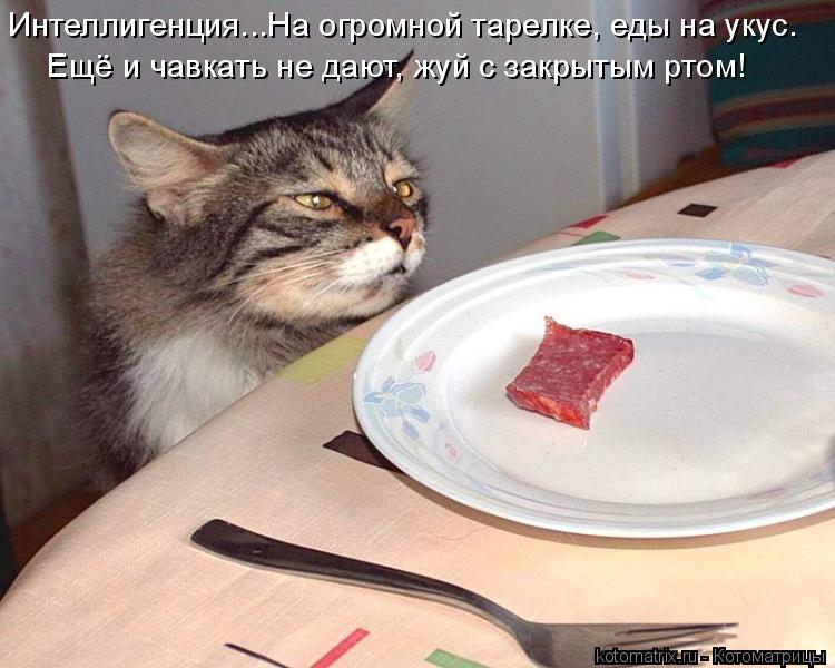 Котоматрица: Интеллигенция...На огромной тарелке, еды на укус. Ещё и чавкать не дают, жуй с закрытым ртом!
