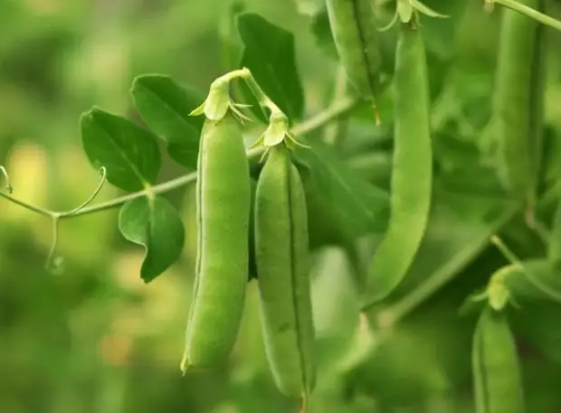 "Сезон всё ближе" - как вырастить здоровый и вкусный горох на даче
