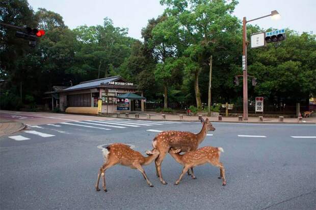 Добрый день, я олень! Проект японского фотографа о пятнистых красавцах, блуждающих по городу