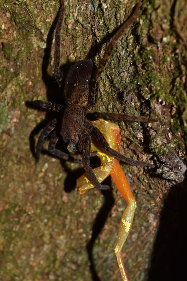 Блуждающий паук (Ctenidae), охотящийся на лягушку темнобокий узкорот (Hamptophryne boliviana) естественный отбор, животные, лягушки, мыши, охота, паук, природа