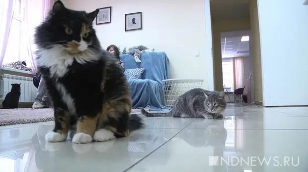 Санкции ударили по котокафе: «Прожить хотя бы еще месяц – реальность любого социального проекта»