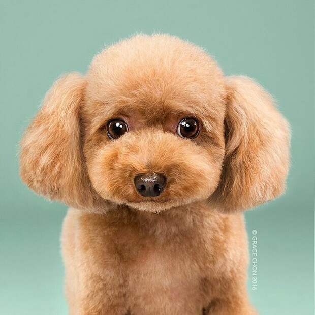 Собаки до и после стрижки