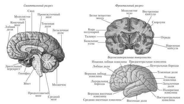 строение головного мозга