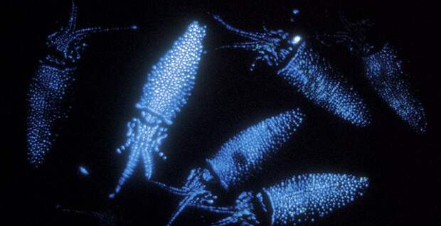 Магия живого света Магия живого света биолюминесценция, животные, насекомые, свет, свечение