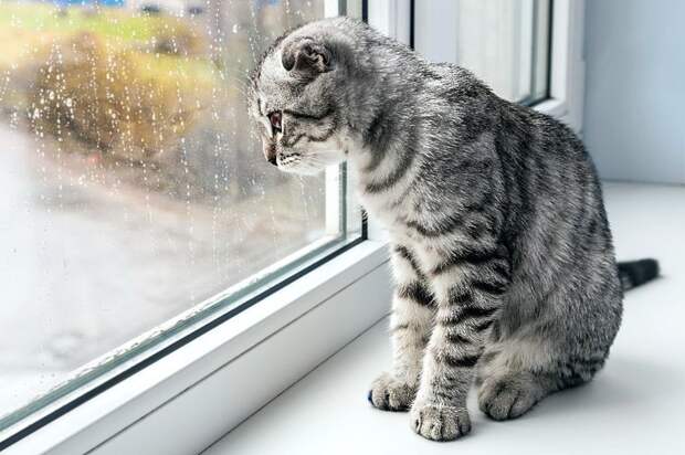 Коты, смотрящие в окно коты, окно, фотографии