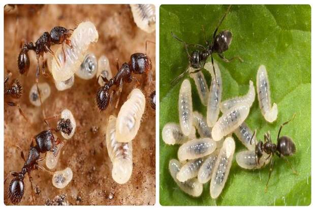 Посмотрите, у личинок нет тонкой талии, а это значит, что они могут есть твердую пищу. Что ж, личинка получается в результате размножения муравьиной матки. Рабочие муравьи и матка работают вместе в гнезде, ухаживая за своими яйцами, чтобы они стали личинками.