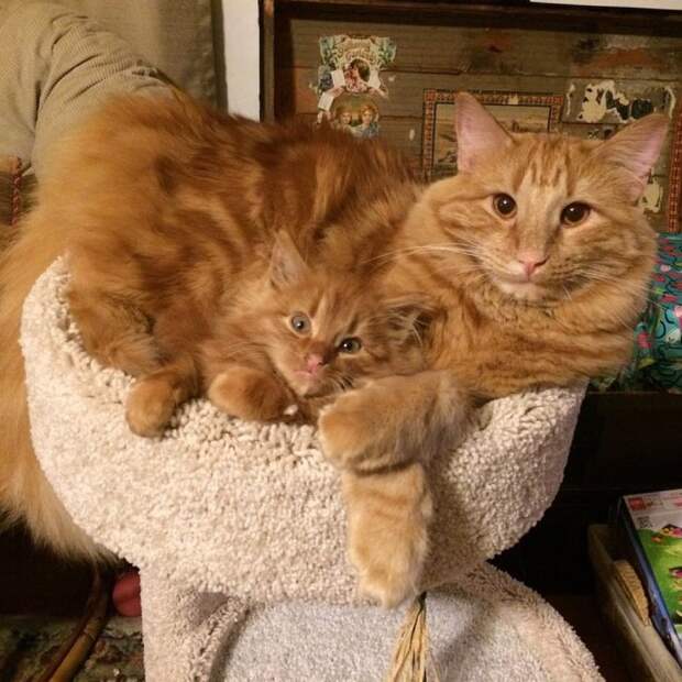 Без кота и жизнь не та