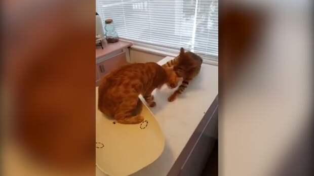 Рыжий кот, "спасший" свою подругу от ветеринара, умилил пользователей Сети