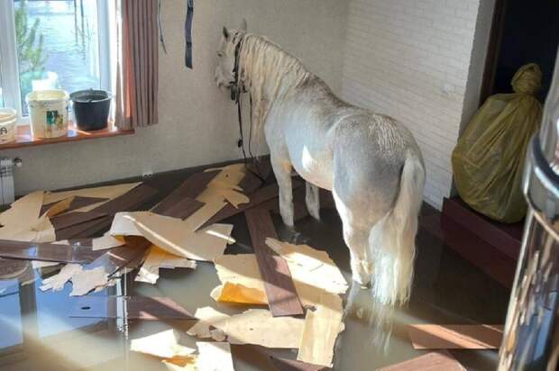 В Оренбурге спасли застрявшего в подтопленном доме коня