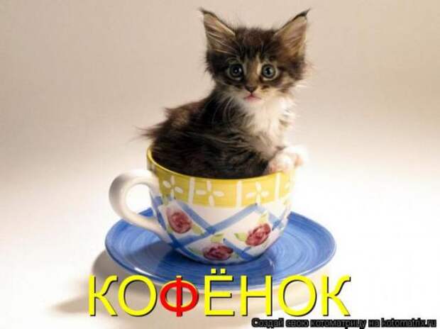 Котоматрицы(картинки с надписями)