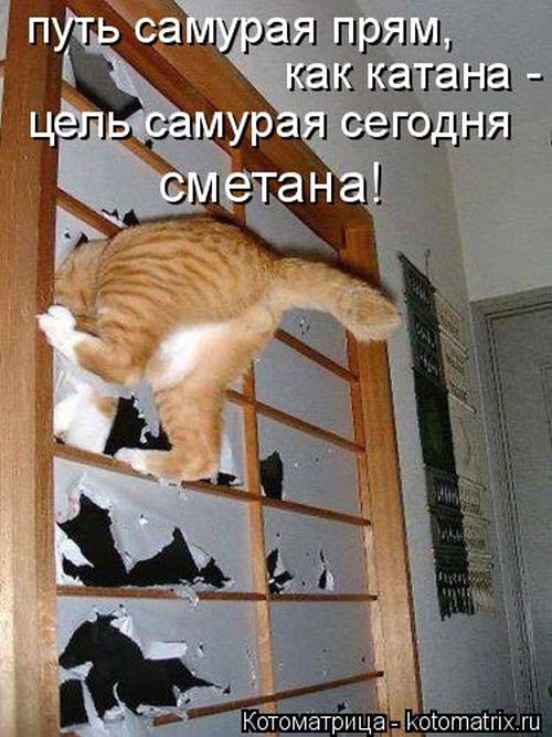 Лучшие котоматрицы недели (50 фото)
