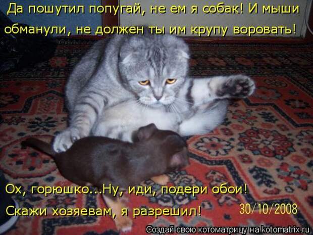 Лучшие котоматрицы недели (50 фото)